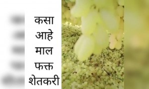 कसा आहे माल नाद नाय करायचा शेतकरी ब्रँड