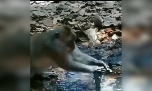 एक माकड पाणी बचत करतानाचा व्हिडिओ व्हायरल..