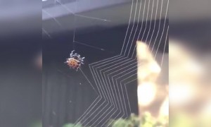 कोणतेही स्केल नाही, कोणतेही मोजमाप नाही. निसर्गाचे आश्चर्य पहा उत्कृष्ट व्हिडीओ..