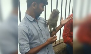 पहा माकडाला पण पैश्याची गरज आहे