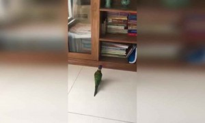 टीव्ही पाहण्याचं वेड काय फक्त माणसाला असतं ?