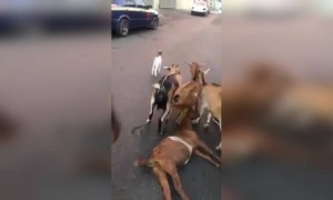 एवढ्या टोकाची माणुसकी दाखवावी लागते स्वतःला माणूस म्हणवून घ्यायचे असेल तर