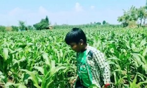 घरी राहूया, शिवारात राबूया, कोरोनाला हरवू या...