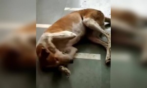 आहे का कोणाकडे असा टॉमी