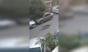 लॉकडाऊनमुळे मनसोक्तपणे मोर फिरताना ️