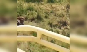 पहा धाडस असे असावे...