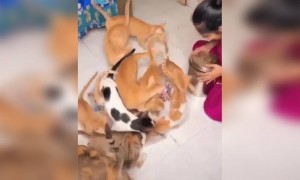 आयुष्यात एवढ दयाळू व्हायचे आहे बस.!!