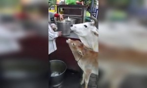 आई आणि मुलगी बाजारात जाऊन पणीपुरीची मजा घेत आहेत