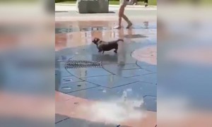 पाण्यासोबत पकडा पकडी..