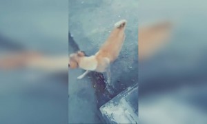 व्हिडिओ संपूर्ण पहा....