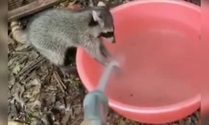 प्राण्यांनाही न सांगता कळतं..