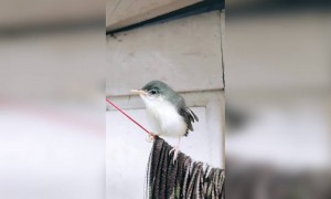 आज पहाटे ह्या आवाजाने जाग आली