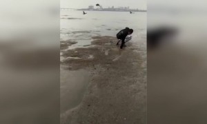 कोण सांगतंय यांना असं करायला..!