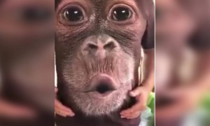 ज्याची ढेरी मोठी त्यांना सुट होणारा नविन टि शर्ट