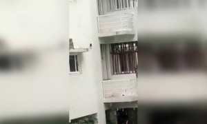 स्विमिंग पूलमध्ये दोन मर्कटांनी पोहण्याचा मनसोक्त आनंद लुटला!..!