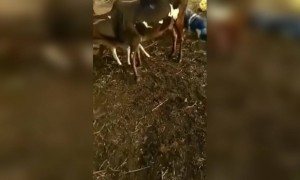 कोणासोबत झाल का असा..