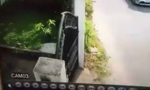 पहा एका कुत्र्याने किती नुकसान केले..!