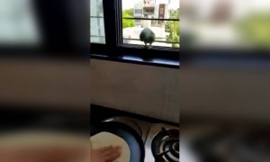 पहा 'मिठू मिठू' बोलणाऱ्याचा गोड हट्टीपणा..!