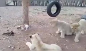 फक्त जिगर पाहिजे, मग समोर कोण पण असुदेत...!