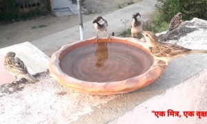 पक्ष्याने पाण्याच्या भांड्यात झाडाचे पान का आणून टाकले असेल...?