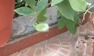 निसर्गाची किमया.. कृष्णकमळ उमलतानाचा तो अद्भुत क्षण