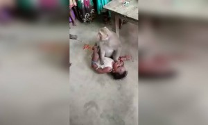 माकडाच्या हातून बाळाला कसे सोडवले पहा..