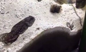 शेजाऱ्यांचा त्रास सगळीकडे असतो. खाली खोल समुद्रात सुद्धा....