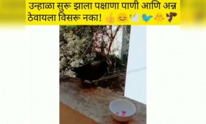 उन्हाळा सूर झाला पक्षांना पाणी आणि अन्न ठेवायला विसरू नका !