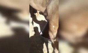 पहा अरब लोकं आपल्या ऊंटांना काय खाऊ घालतात..