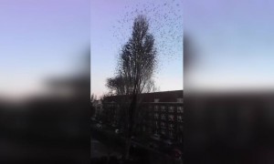 एका झाडावर किती पक्षी बसलेले पहा..!!