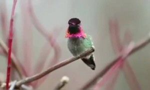 पहा सेकंदात रंग बदलणारा पक्षी....