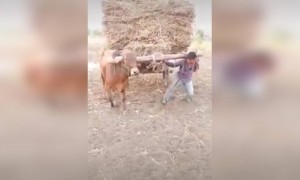 तुम्ही फक्त साथ द्या मी खंबीर आहे... बळीराजा