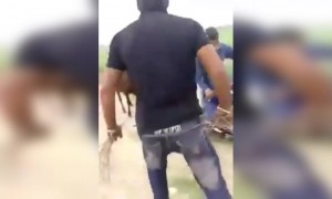 गाडीला गाई बांधली मग पुढे पहा काय झाले....