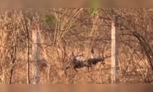 माणसं घरात लॉकडाऊन तर, रस्त्यावर मोरांचा संचार