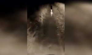 बैल,गाय, व कुत्रा यांचे उपकार मरेपर्यंत फिटणार नाही हे सत्य आहे.