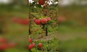 हा व्हीडीओ आपला एक डोळा बंद करून बघा. आपण स्वतः सफरचंदाच्या बागेत असल्याची जाणीव होते.