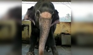 चेहऱ्यावर स्माईल आनणारा व्हिडिओ..