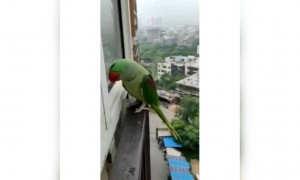 सांगितलं होत ना लॉकडाऊनमध्ये घराबाहेर फिरायचं नाही म्हणून....