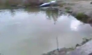 यालाच म्हणतात खरा मित्र पहा व्हिडिओ आणि आवडला तर शेअर करा