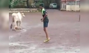 गाय कशी फुटबॉल सामना खेळत आहे पहा..!!!