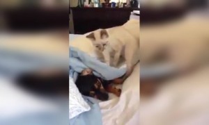 चल ऊठ माझ्या जागेवरून , मला झोपायच आहे