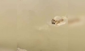 शक्तीपेक्षा युक्ती श्रेष्ठ नक्की शेअर करा...