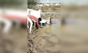 तुम्ही अशी मैत्री कधी पाहिली आहे का?.