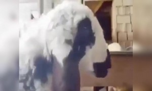 माणसाच्या कल्पक बुद्धीतून प्राण्यांचे आयुष्य बदलू शकते आवडल्यास नक्की शेअर करा..