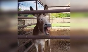 हा व्हिडिओ पाहिल्यानंतर तुम्हाला कोणत्या मित्राची आठवण आली?