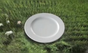 आपल्या ताटात अन्न शिल्लक ठेऊ नका.ताटात अन्न येण्यामागे अनेक लोकांचे कष्ट जडलेले आहे