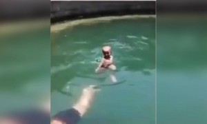 2 वर्षाचा आहे फक्त हिंमत बघा..!!