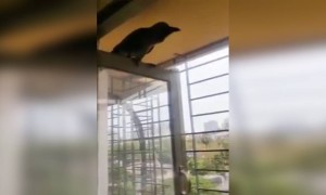 लॉकडाऊन मधील पक्षांची दोस्ती