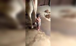 हे धाडस फक्त शेतकऱ्यांच्या मुलांमध्ये असू शकत