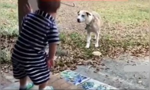 मांजर ला पण कमी आखू नका वेळ आली तर ती पण तुमच्यासाठी कोणाशीही लढू शकते.!️